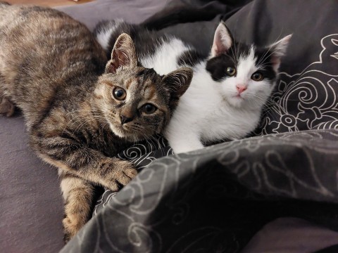 Dom tymczasowy Gremlinka