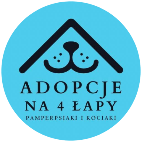 Kociaki Adopcje na 4 łapy