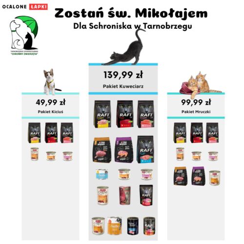 Cześć, Kochany miłośniku kotów ze schroniska w Tarnobrzegu